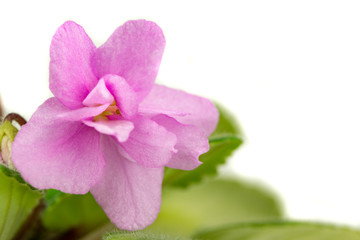 Fototapeta na wymiar Viola Flower Close up. African Violets Senpolia