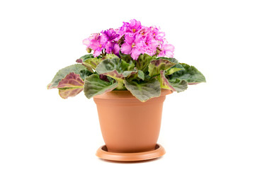 African Violets Senpolia