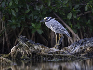 Yellow-crowned Night Heron