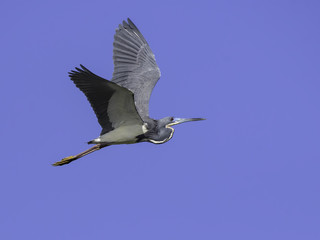 Obraz premium Tricolored Heron in Flight on Blue Sky