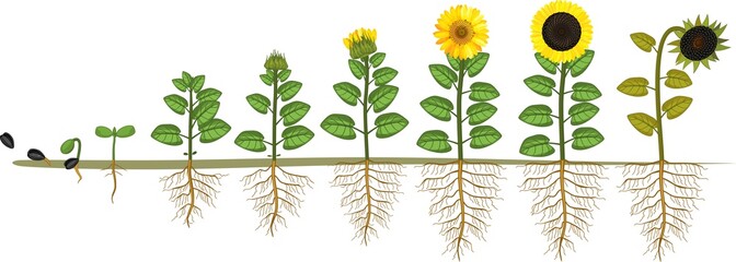 Sunflower life cycle. Growth stages from seed to flowering and fruit-bearing plant with root system