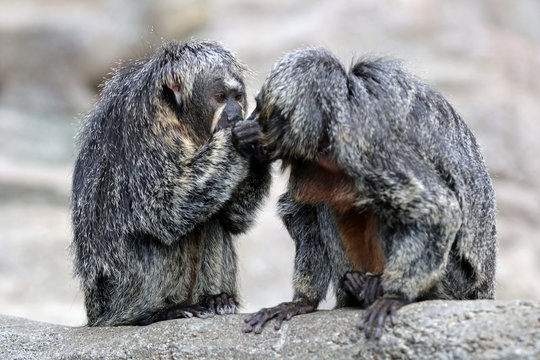 Ich glaub mich laust der Affe