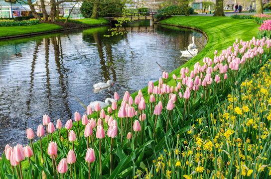 Beautiful park Keukenhof with flower beds of flowering pink tulips and yellow narcissus, pond with swans and green lawns in the spring day.