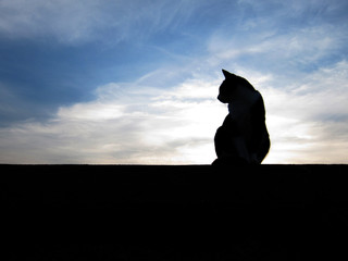 青空を背に横を向いて孤独に立っている猫のシルエット