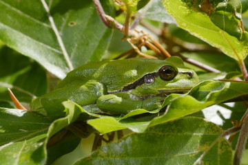 Europäischer Laubfrosch (Hyla arborea) - European tree frog