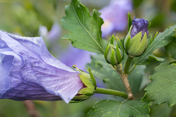 Gartenstrauch blühend