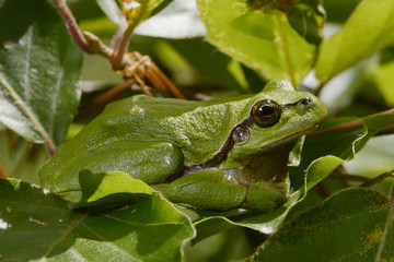 Europäischer Laubfrosch (Hyla arborea) - European tree frog