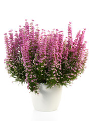 Obraz premium Heidekraut - Erica Gracilis