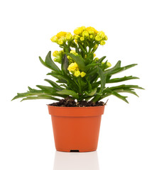 Kalanchoe blossfeldiana flower, on white background