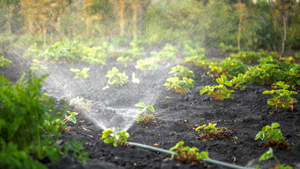 The garden blurred background, beds of strawberries, pour the water