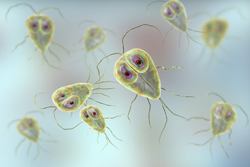 giardia intestinalis video