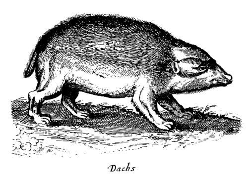 Badger in side view isolated on white background (after a historical woodcut, engraving, illustration from the 17th century)