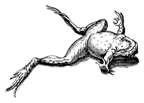 Dead frog lying on its back, isolated on white background. Illustration after antique woodcut engraving from 17th century