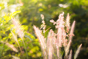 Mission grass nature light shining down.