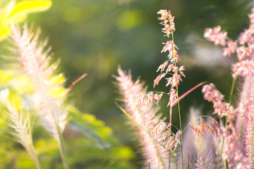 Mission grass nature light shining down.