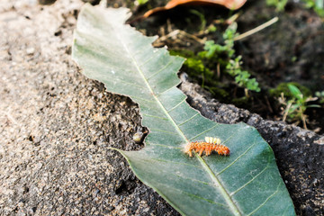 Worms itching on the leaves.