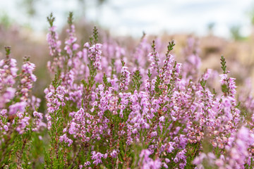 Obraz premium Blooming pink heather in Abernethy Forest, Scotland