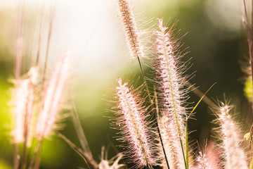 Mission grass nature light shining down.