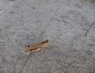 grasshopper