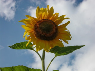 Sunflower. A symbol of loyalty and friendship.