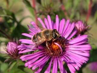 Bees on flowers