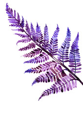 watercolor violet fern illustration isolated on white background  - 194842434
