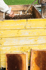 Beekeeper  looks after bees in the garden ,beekeeper prepares remove honey from the beehive, beekeeping, sericulture, apriculture concept