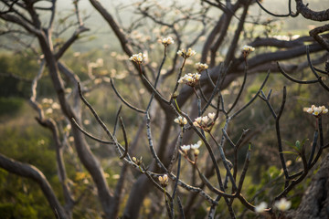 White flower and sun light on white background.