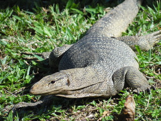 Waran (Echse) auf den Perhentians Inseln Malaysia