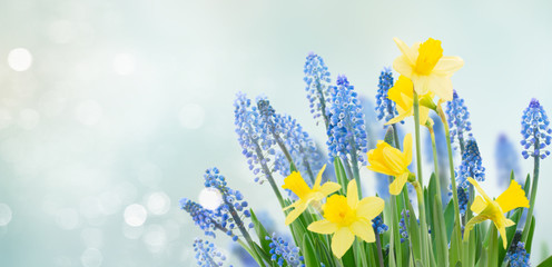 Fototapeta na wymiar Spring bluebells and daffodils