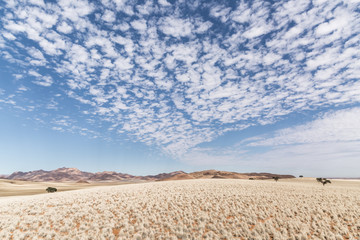 Fototapeta na wymiar Namib Savannah