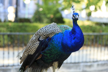 Obraz premium Peacock in the public garden in Aranjuez, Spain
