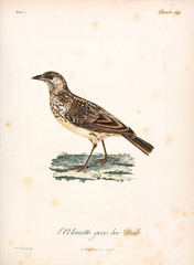 Illustration of a bird.