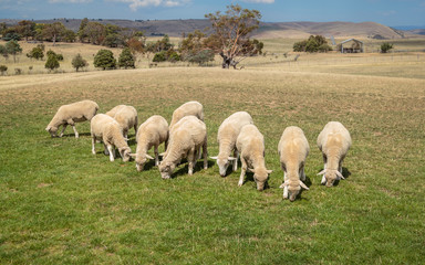 Obraz na płótnie Canvas Sheep grazing on grass in New Zealand