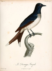 Illustration of a bird.