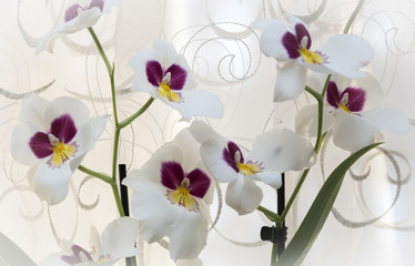 White Orchid flowers on the window.