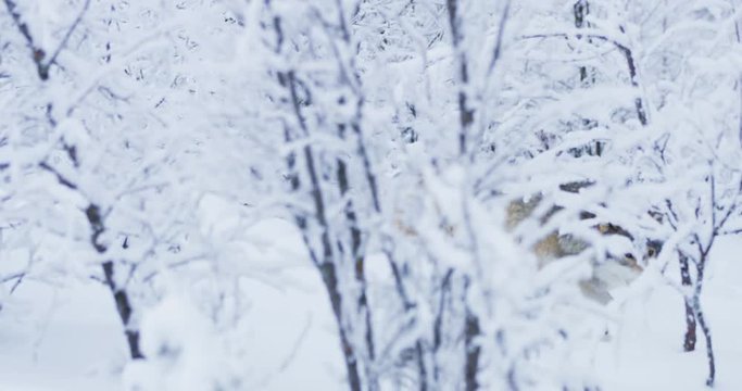 Lone wolf walking in cold winter forest