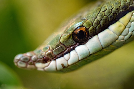 Green Snake baron racer macro