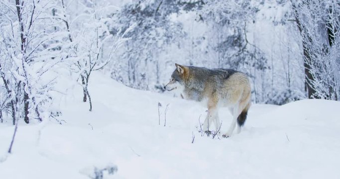 Magnificent wolf at a distance in beautiful winter forest
