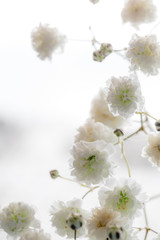 background white delicate flower with copy space