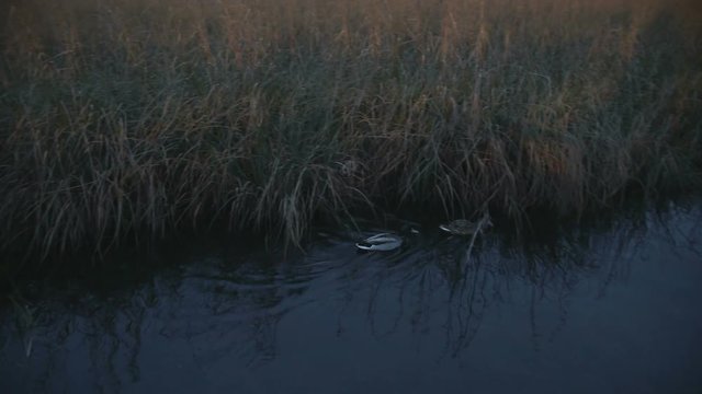 Papere nello stagno di sera