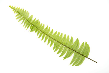 Closeup Green fern leaf with water droplets isolated on white background .