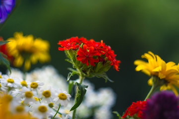 a bouquet of bright spring flowers of various types