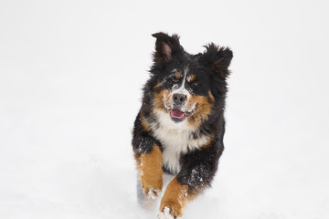 Bernese Mountain Dog in the snow in winter