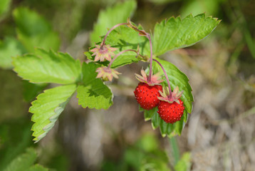 It is bush of the European wild strawberry (Fragaria vesca) with ripe and juicy fruits. The branch with overripe red berries is located in the outdoor. It is natural and forest product.