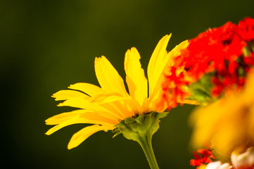 a bouquet of bright spring flowers of various types