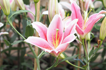 Beautiful sweet pink petal Lilly in freshness garden with copy space for natural background