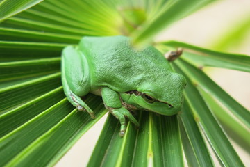Reinette verte dans son milieu naturel