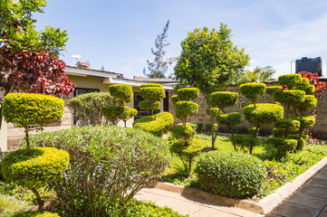 Small garden with boxwood carved in the shape of wheels and blue sky in the city of Nairobi Kenya