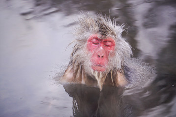 温泉に浸かるニホンザル